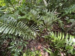 Zamia erosa
