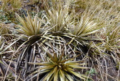 Celmisia armstrongii