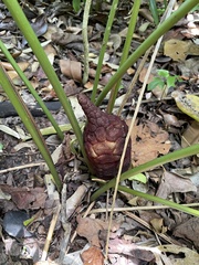 Zamia erosa