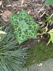 Podophyllum