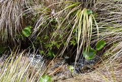 Dolichoglottis lyallii