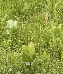 Asclepias latifolia