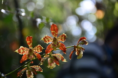 Oncidium sceptrum