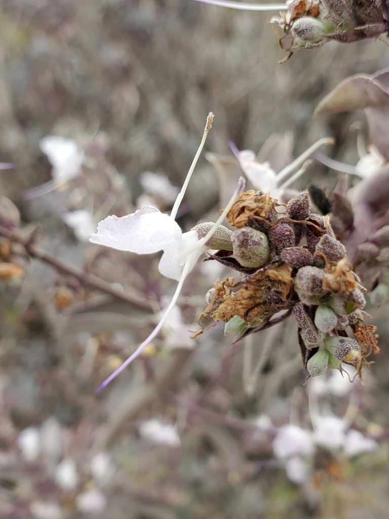Salvia apiana, San Clemente, CA 92672, USA