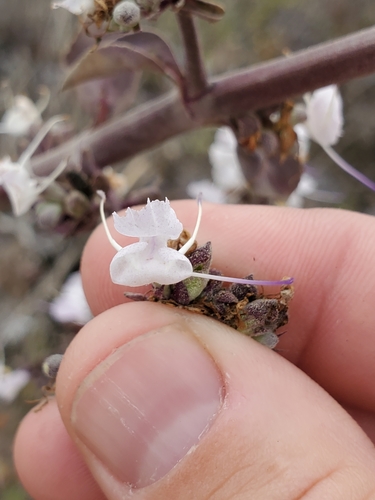 Salvia apiana