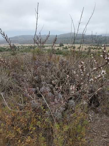 Salvia apiana