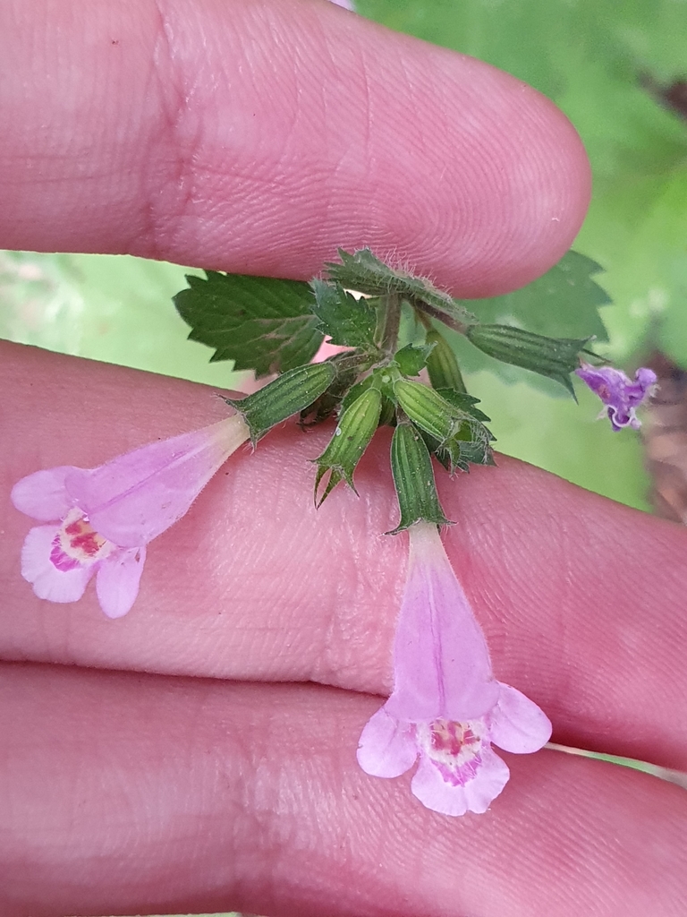 Clinopodium grandiflorum (Clinopodium grandiflorum)