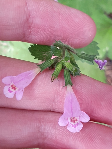 Clinopodium grandiflorum (Clinopodium grandiflorum)