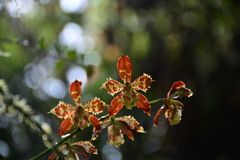 Oncidium sceptrum