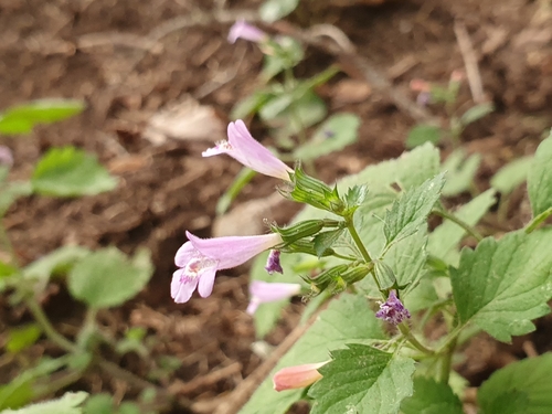 Clinopodium grandiflorum subsp. baborense image