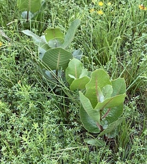 Asclepias latifolia