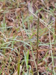Aciagrion occidentale