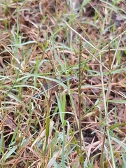Aciagrion occidentale
