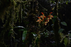 Oncidium sceptrum