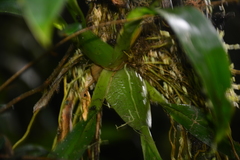 Oncidium sceptrum