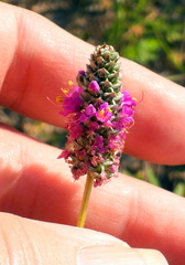 Dalea tenuis