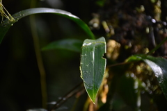 Oncidium sceptrum