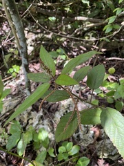Acalypha portoricensis