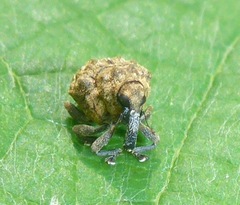 Acanthoscelidius acephalus