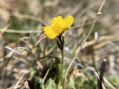 Potentilla ovina