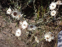 Achyranthemum affine