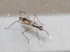 Rainieria antennaepes