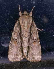 Acronicta connecta