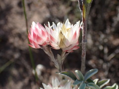 Achyranthemum affine