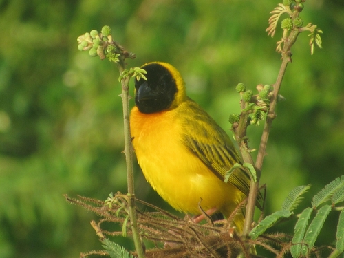 Tejedor cabecinegro (Ploceus melanocephalus)