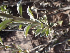 Achyranthemum affine