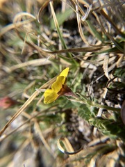 Potentilla ovina