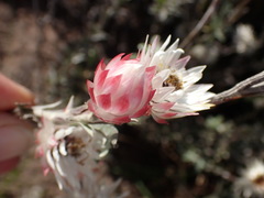 Achyranthemum affine