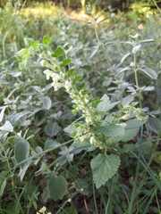 Scutellaria albida