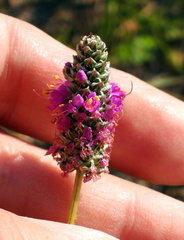 Dalea tenuis