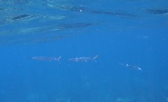 Hemiramphus bermudensis