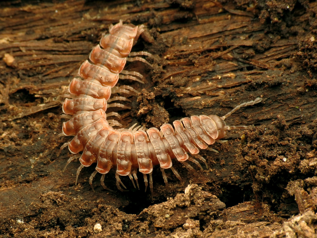 Polydesmoidea