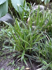 Carex morrowii