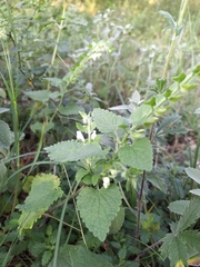 Scutellaria albida