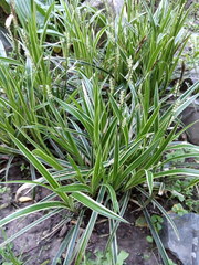 Carex morrowii