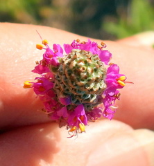 Dalea tenuis