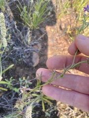 Triodanis leptocarpa