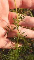 Dalea tenuis