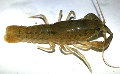 Cambarus striatus