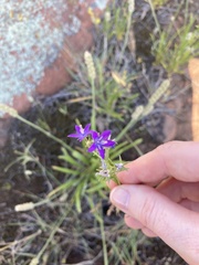 Triodanis leptocarpa