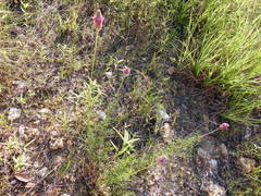 Dalea tenuis