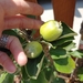 photo of Apple (Malus domestica)