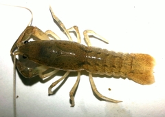 Cambarus striatus