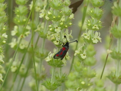 Zygaena sarpedon