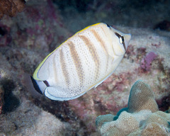 Chaetodon multicinctus