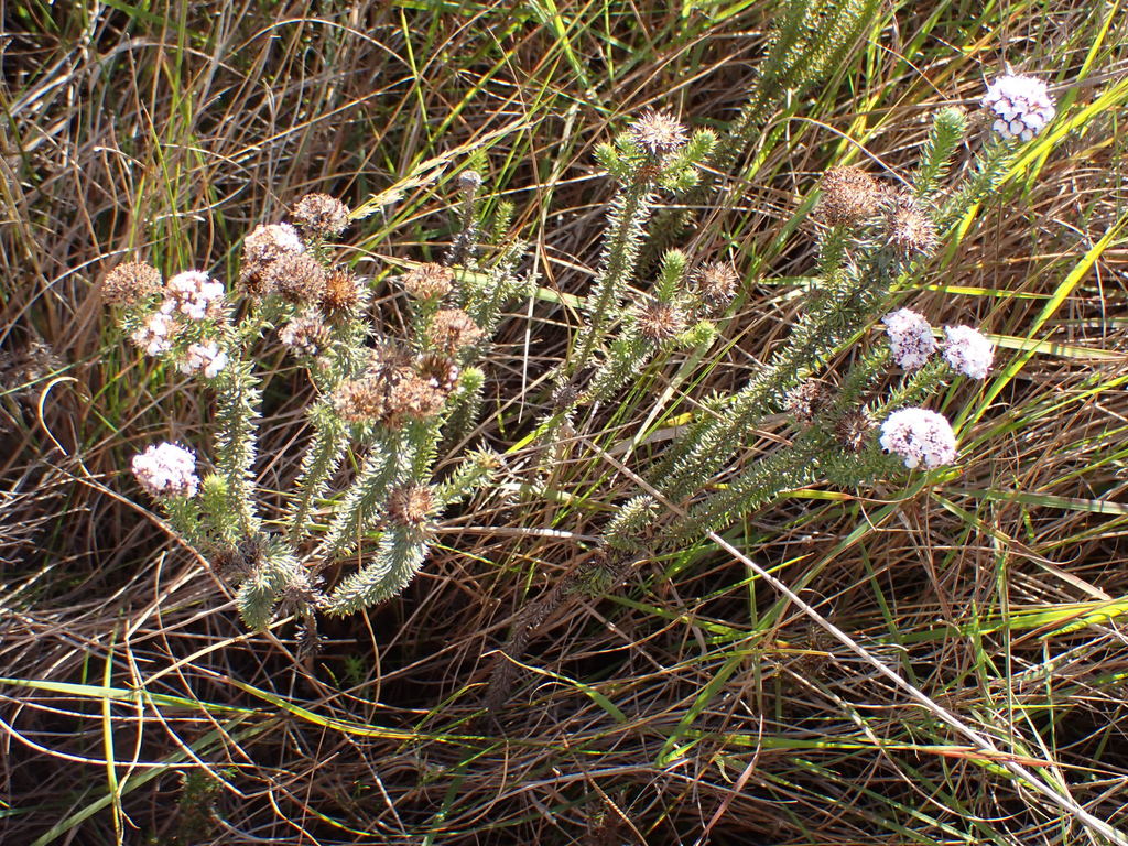 Disparago tortilis